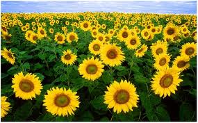 Các bài thuốc từ cây hướng dương